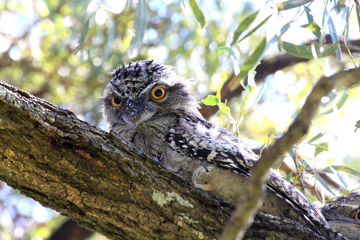 Tawny Frogmouth - ML624365218