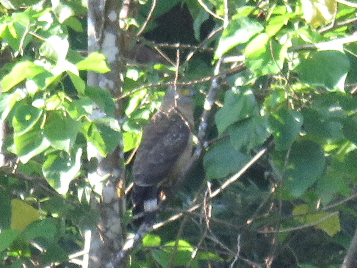 Philippine Serpent-Eagle - ML624365337