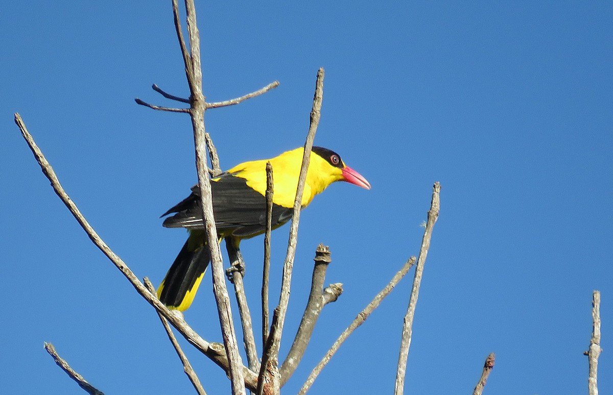 Black-naped Oriole (Philippine) - ML624365343