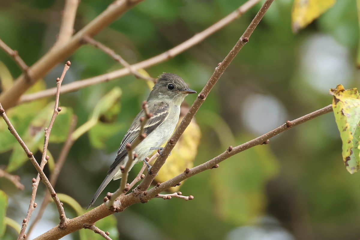 Eastern Wood-Pewee - ML624365344