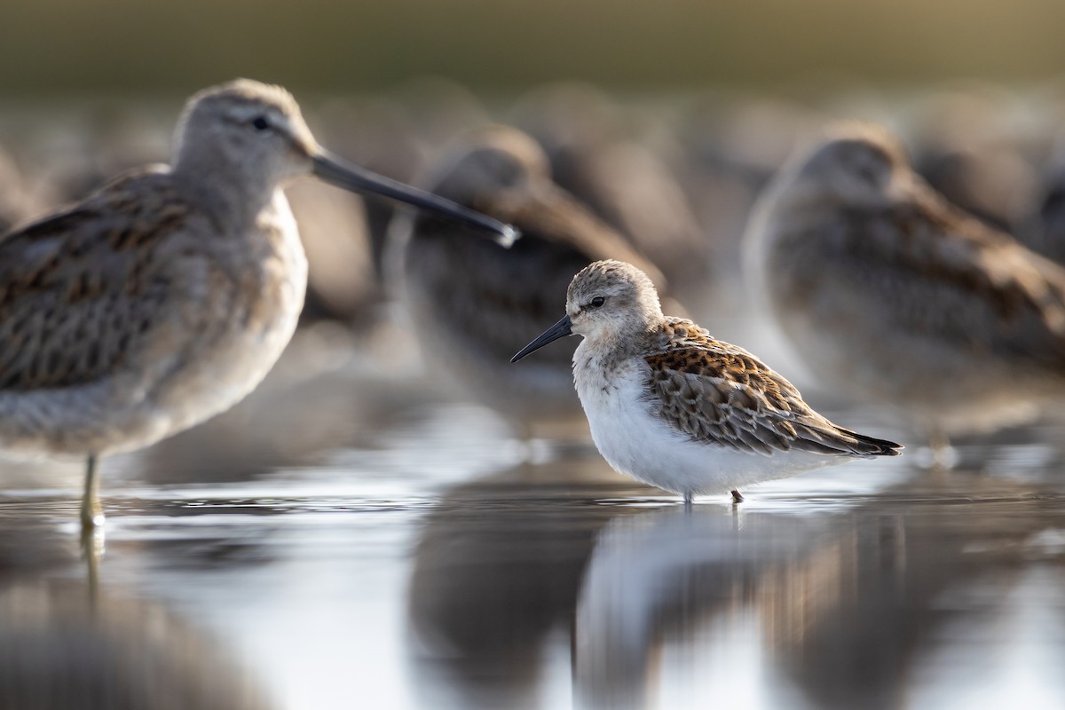 Western Sandpiper - ML624365366