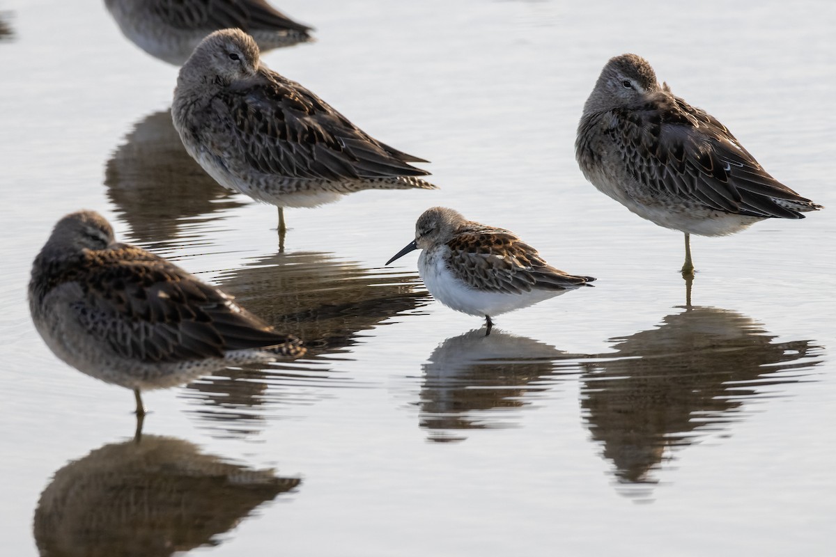 Western Sandpiper - ML624365367