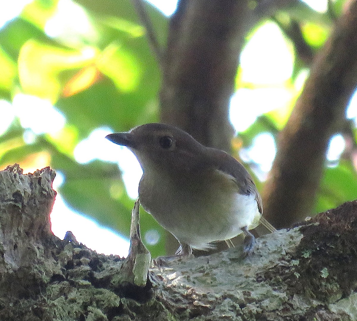 White-vented Whistler (White-vented) - ML624365406