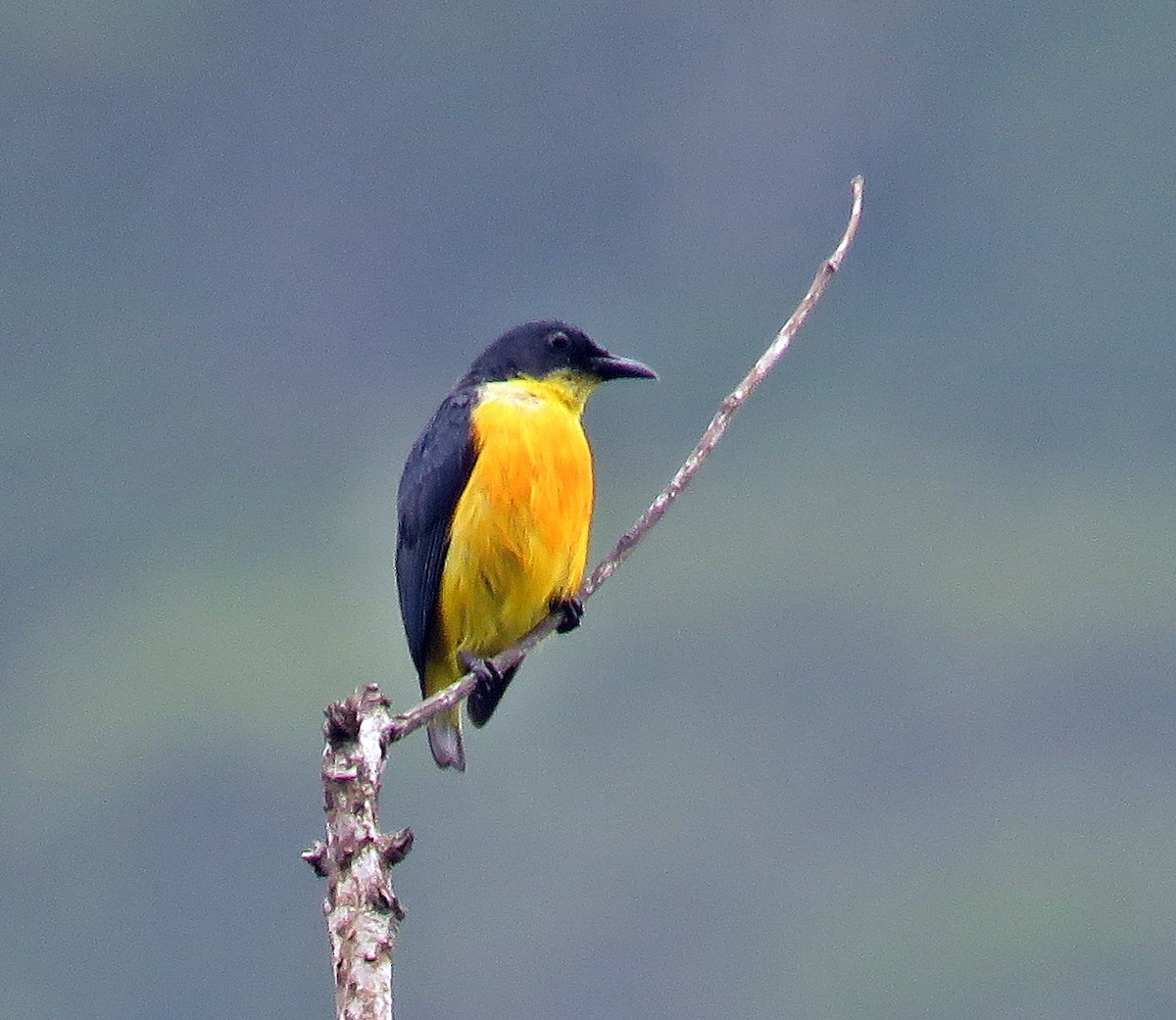 Orange-bellied Flowerpecker - Ken Burton