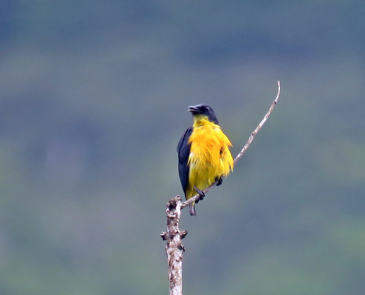 Orange-bellied Flowerpecker - ML624365436