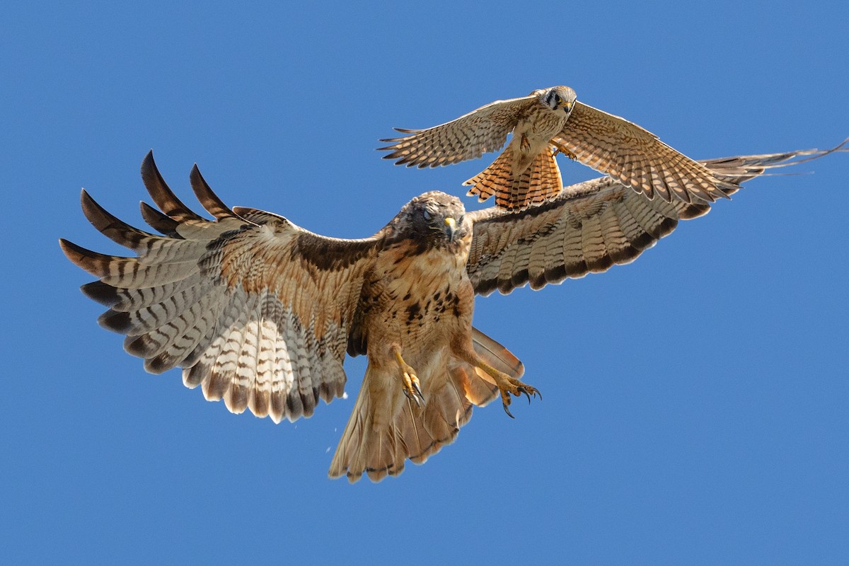 American Kestrel - ML624365541