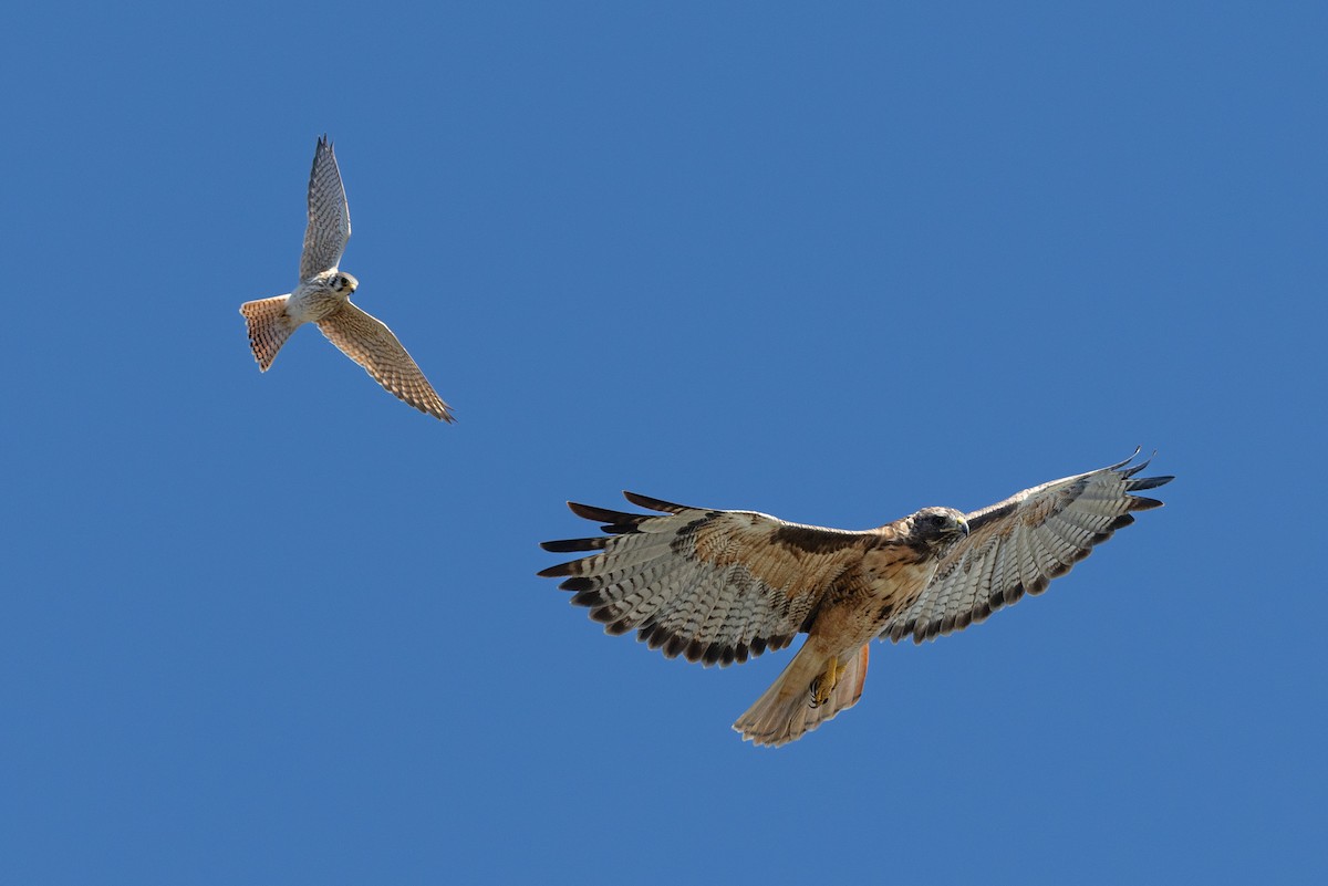 American Kestrel - ML624365544
