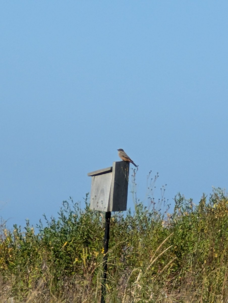 Say's Phoebe - ML624365900