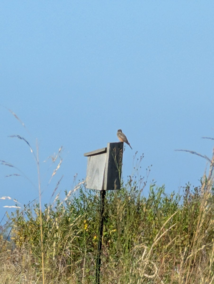 Say's Phoebe - ML624365901