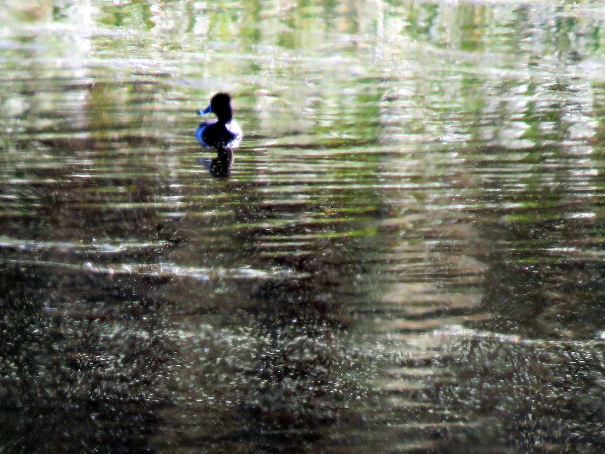 Ring-necked Duck - ML624365961