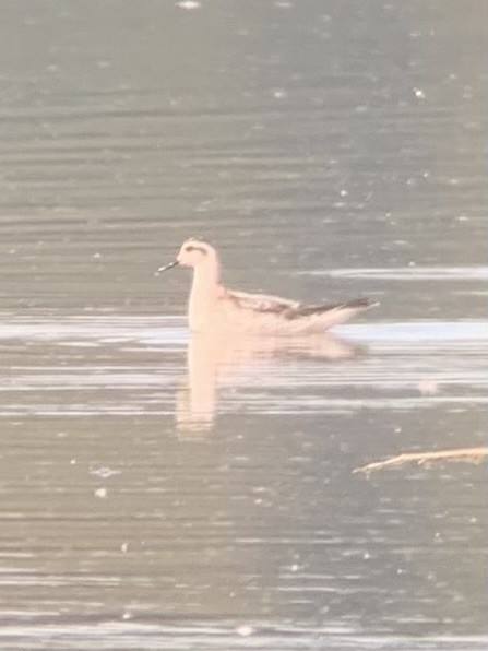 Red-necked Phalarope - ML624366045