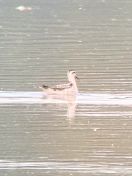Red-necked Phalarope - ML624366047