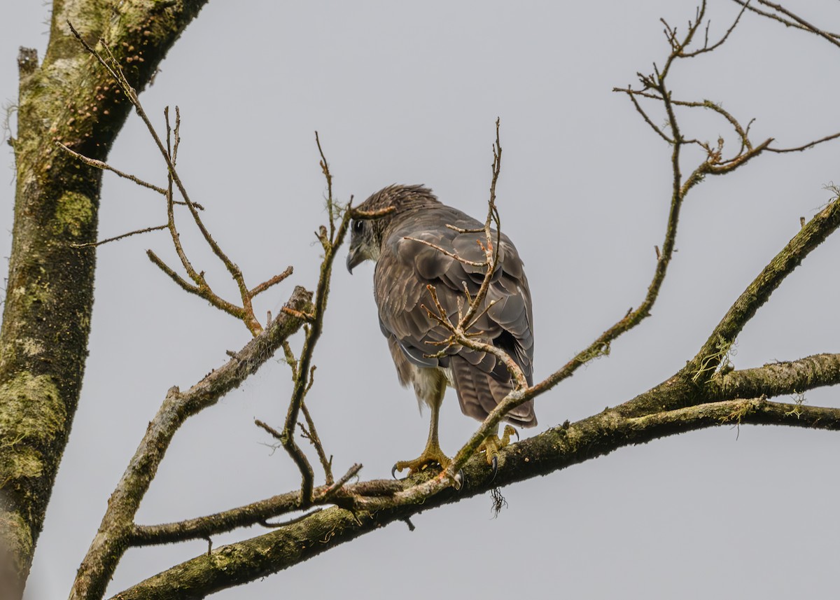 Hawaiian Hawk - ML624366154