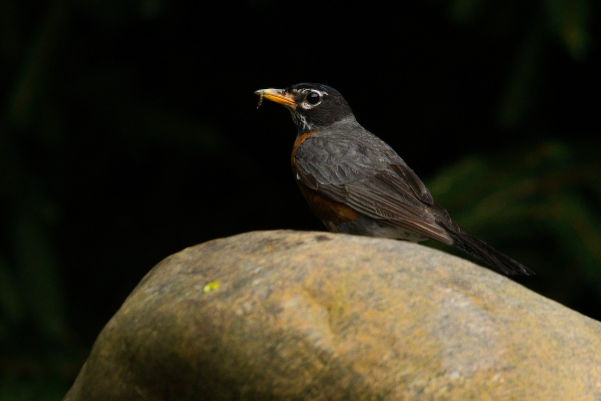 American Robin - ML624366314
