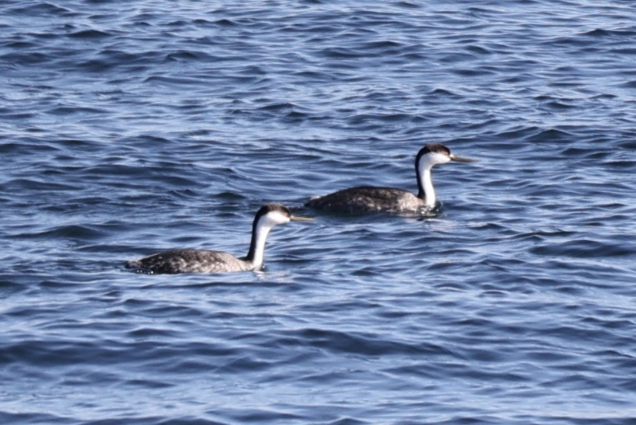 Western Grebe - ML624366322