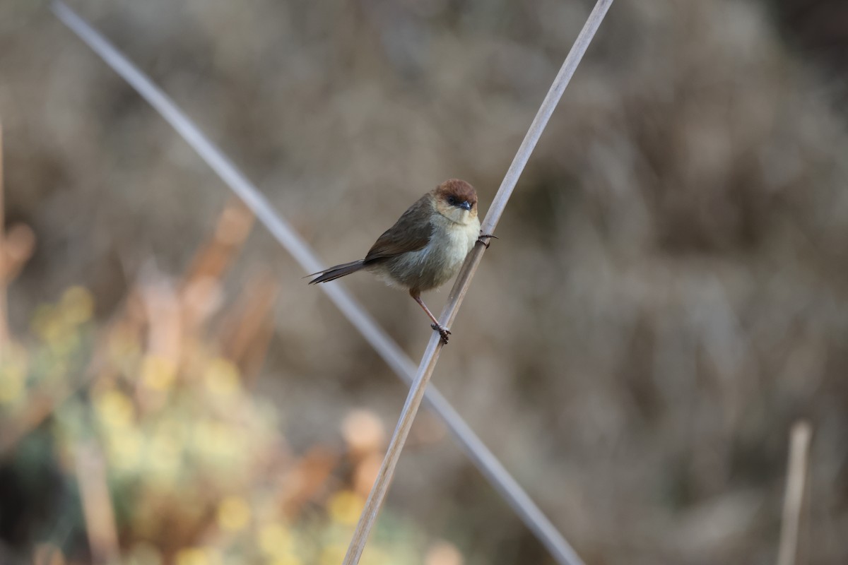 Black-lored Cisticola - ML624366393