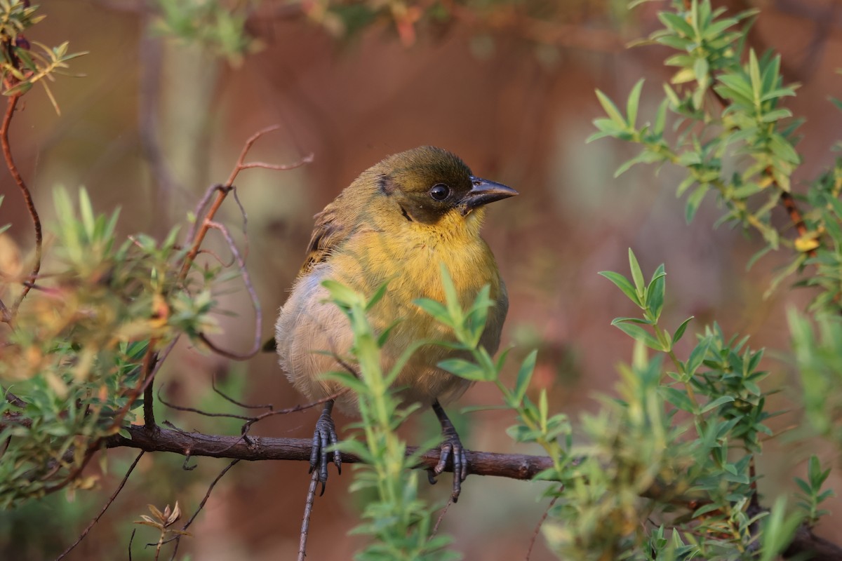 Baglafecht Weaver - ML624366416