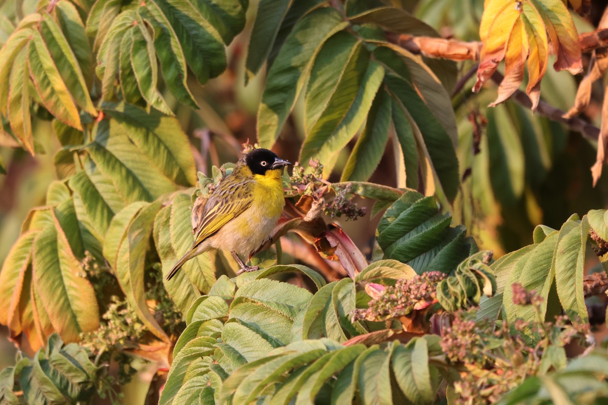 Baglafecht Weaver - ML624366417