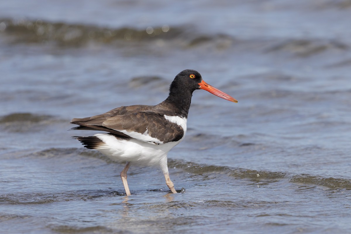 American Oystercatcher - Bob MacDonnell