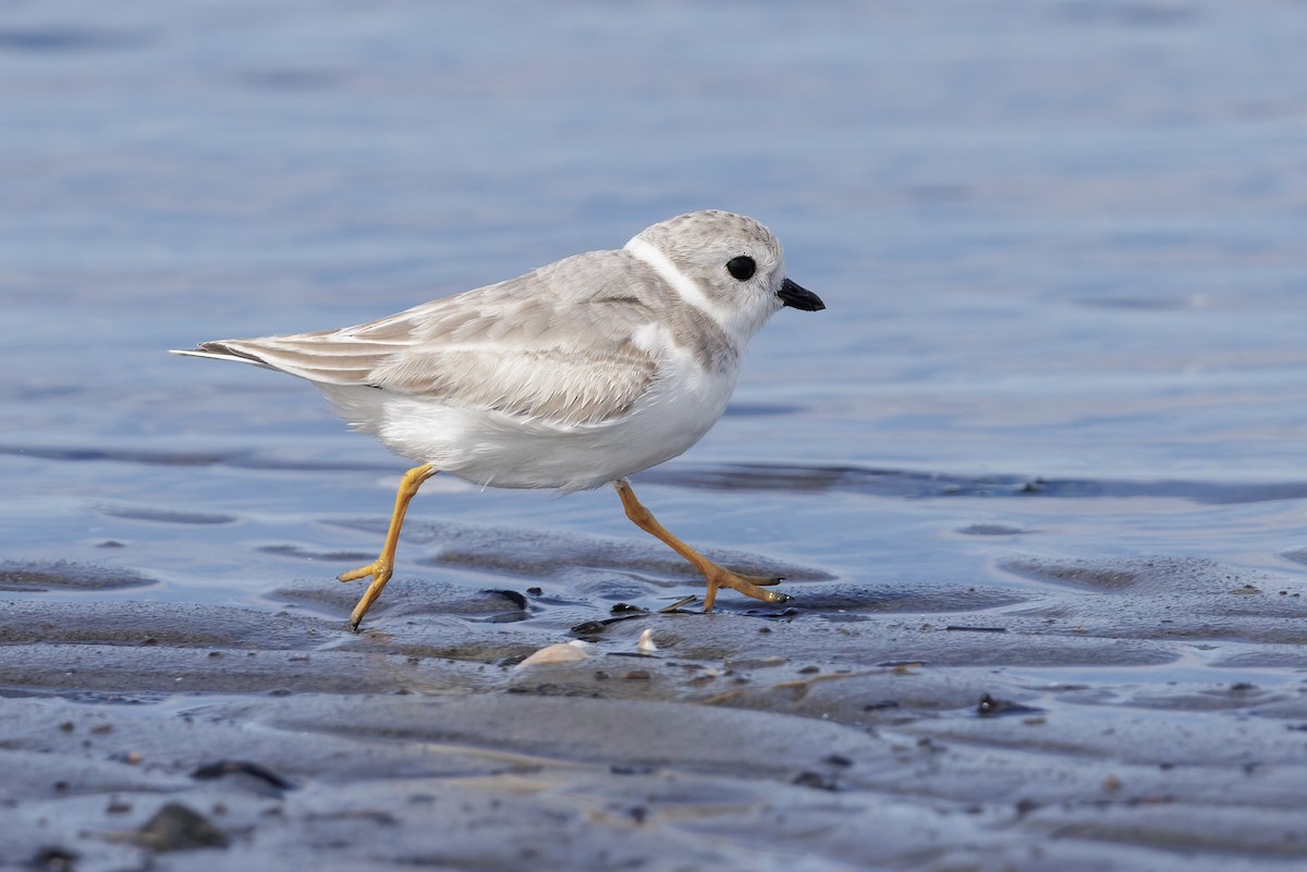 Piping Plover - Bob MacDonnell