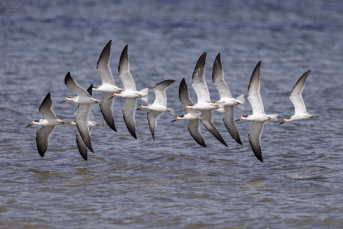 Black Skimmer - Bob MacDonnell