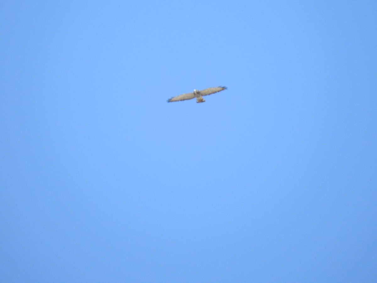 Broad-winged Hawk - ML624366750