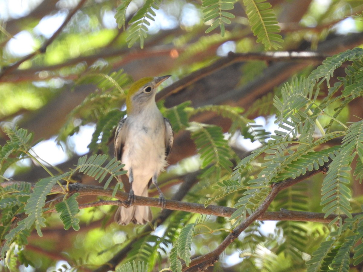 Chestnut-sided Warbler - ML624366769