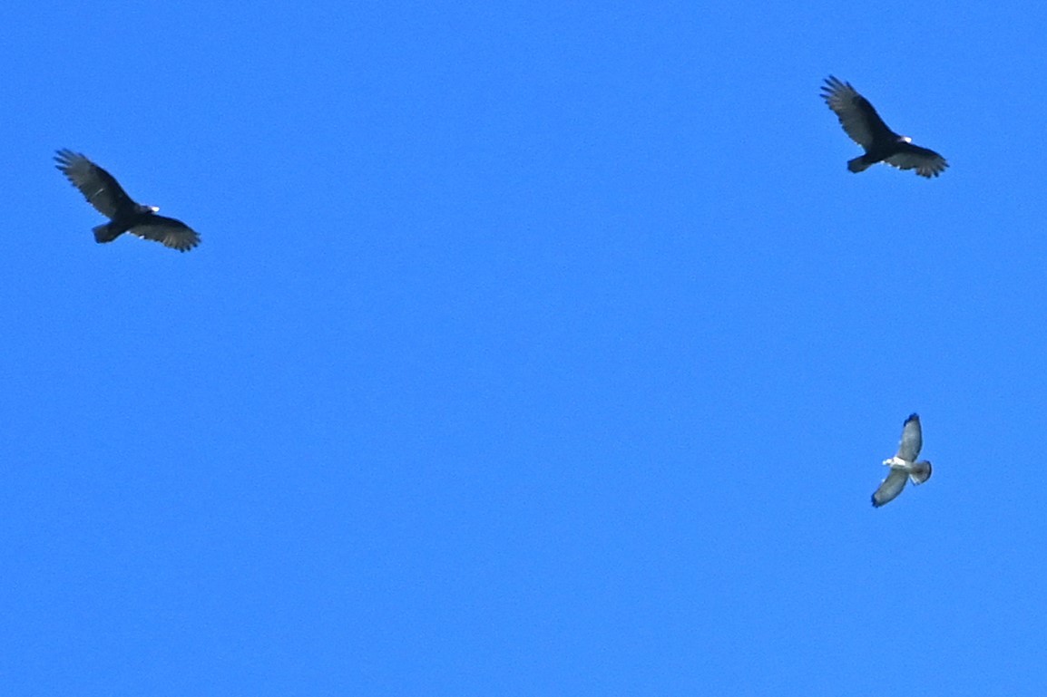 Broad-winged Hawk - Geoffrey Newell