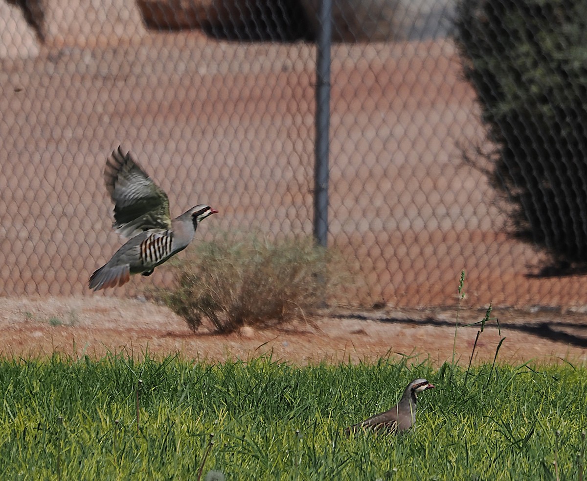 Chukar - ML624366850