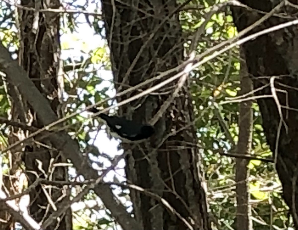 Black-throated Blue Warbler - ML624366950