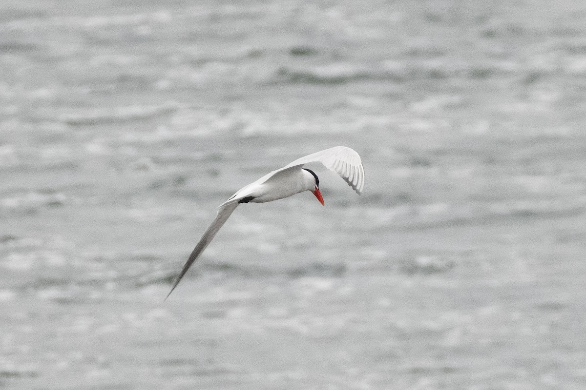Caspian Tern - ML624367003
