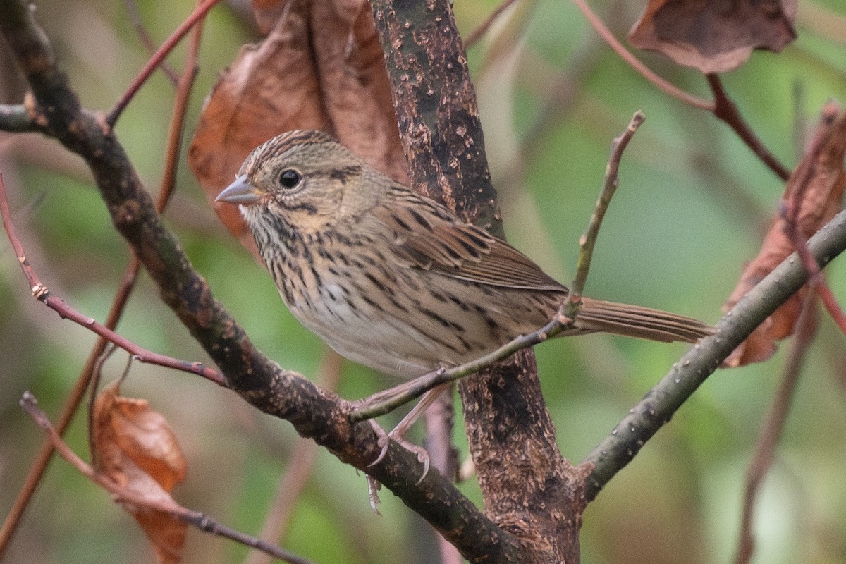 Lincoln's Sparrow - ML624367052