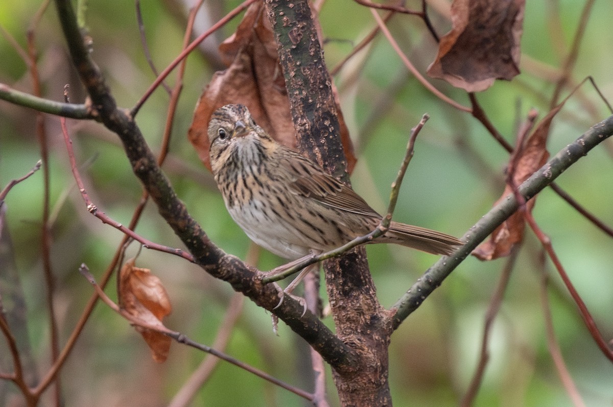 Lincoln's Sparrow - ML624367053