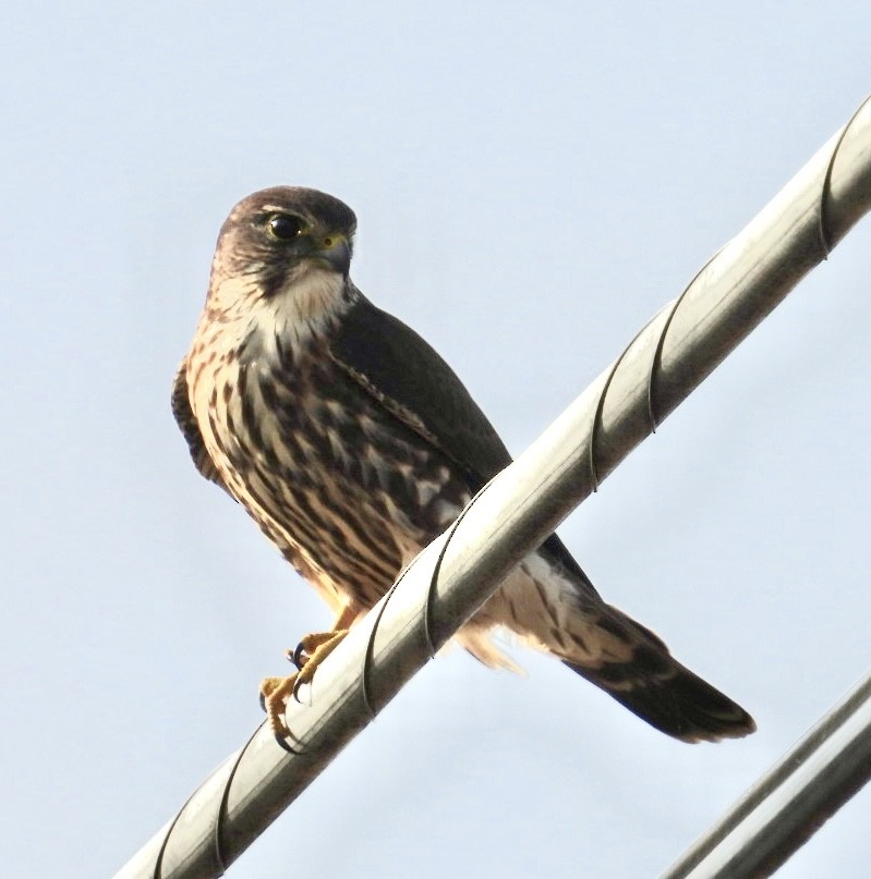 Merlin - Mike Thomson