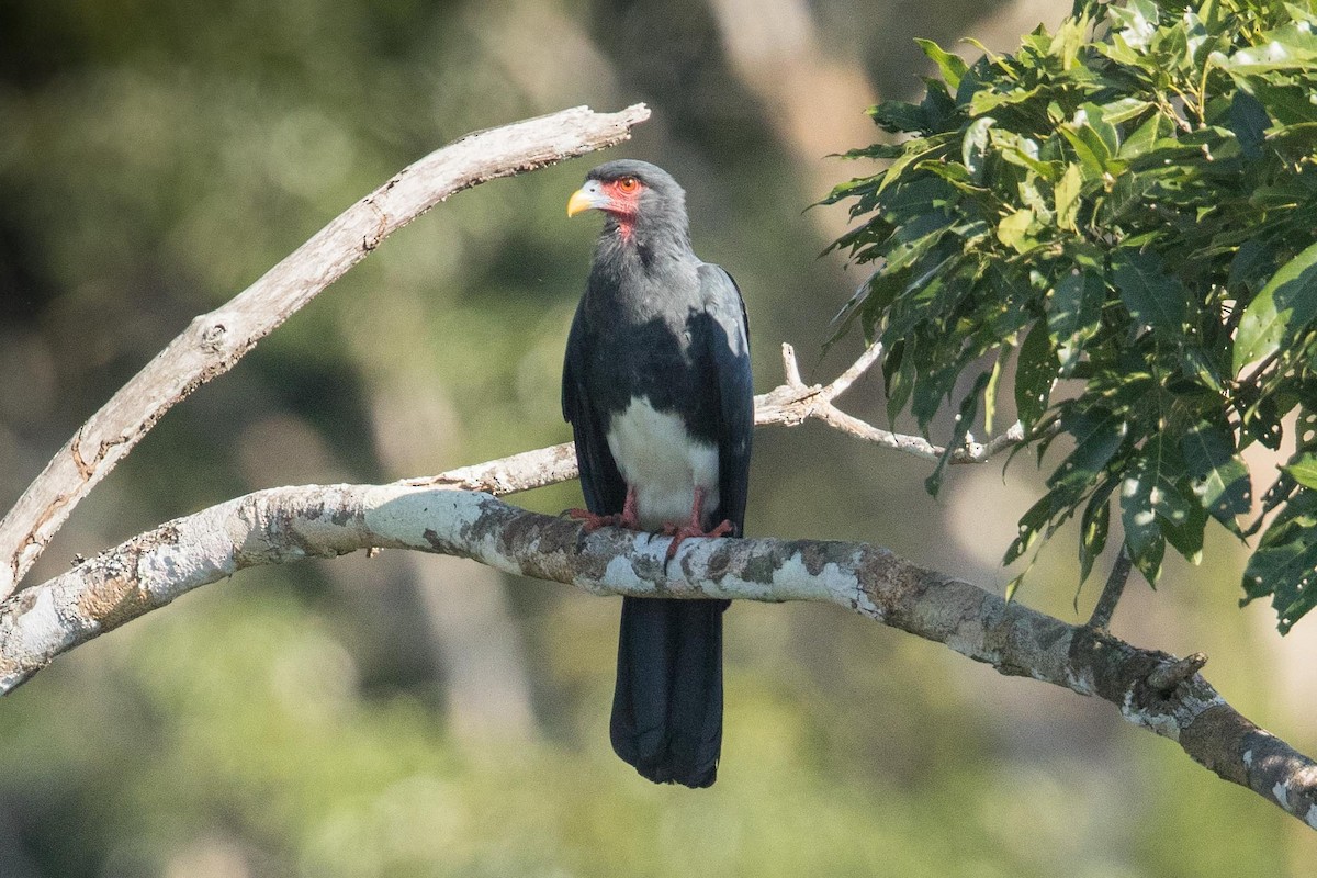 Caracara à gorge rouge - ML62436711