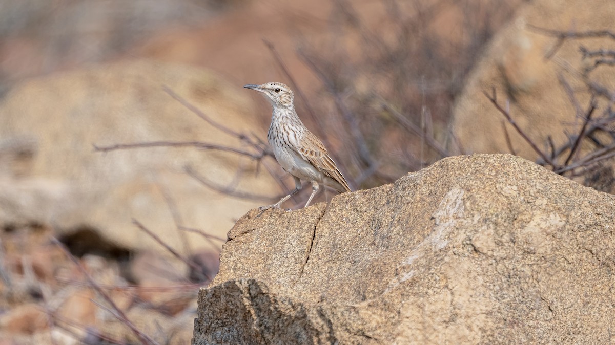 Karoo Long-billed Lark (Benguela) - ML624367204