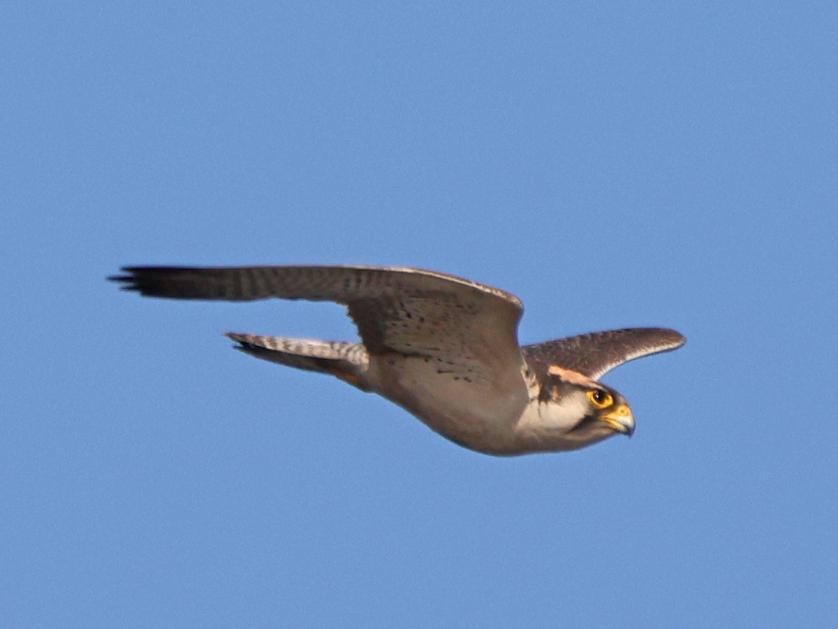 Lanner Falcon - ML624367296