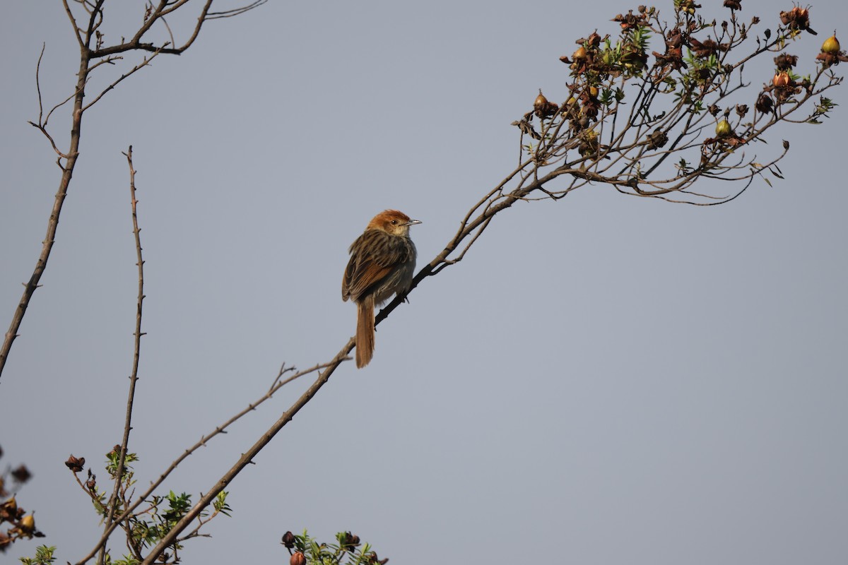 Churring Cisticola - ML624367317