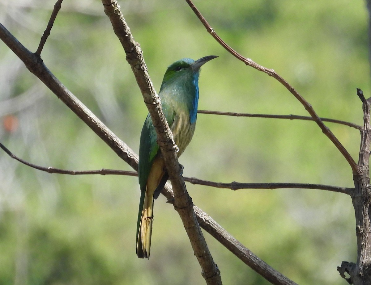 Blue-bearded Bee-eater - ML624367367