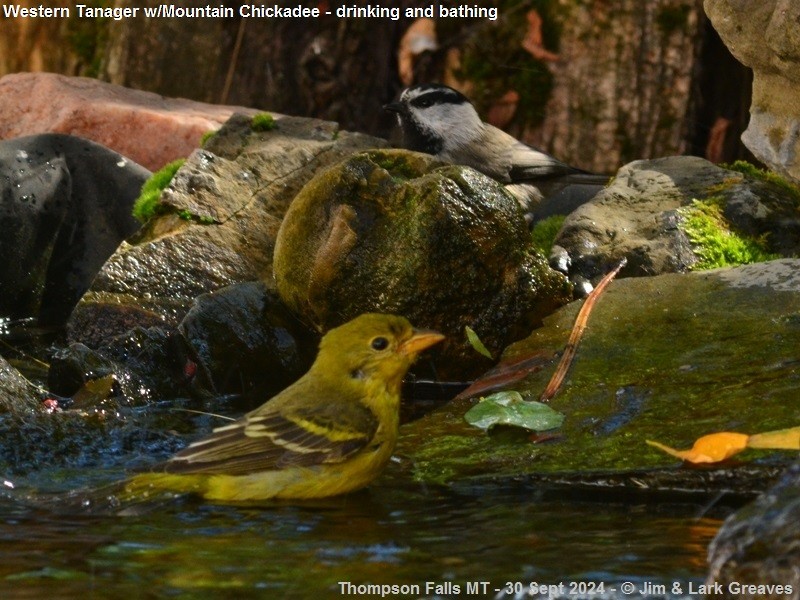 Western Tanager - ML624367430