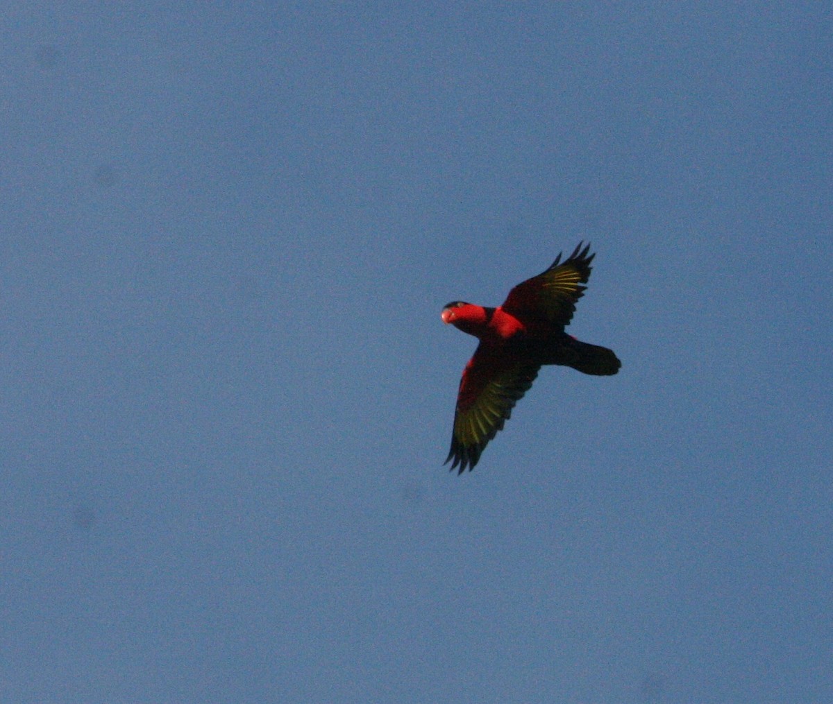 Black-capped Lory - ML624367552