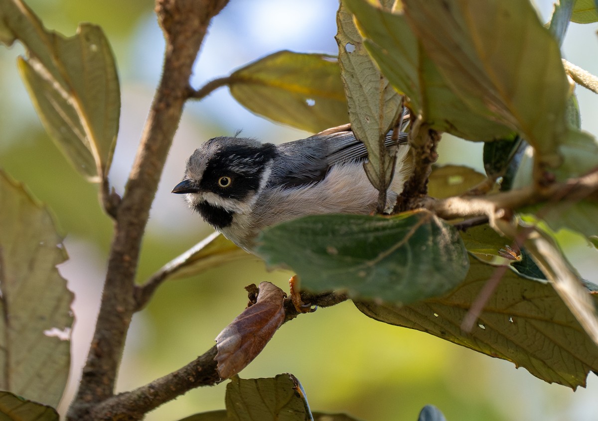 Black-throated Tit (Gray-crowned) - ML624367758