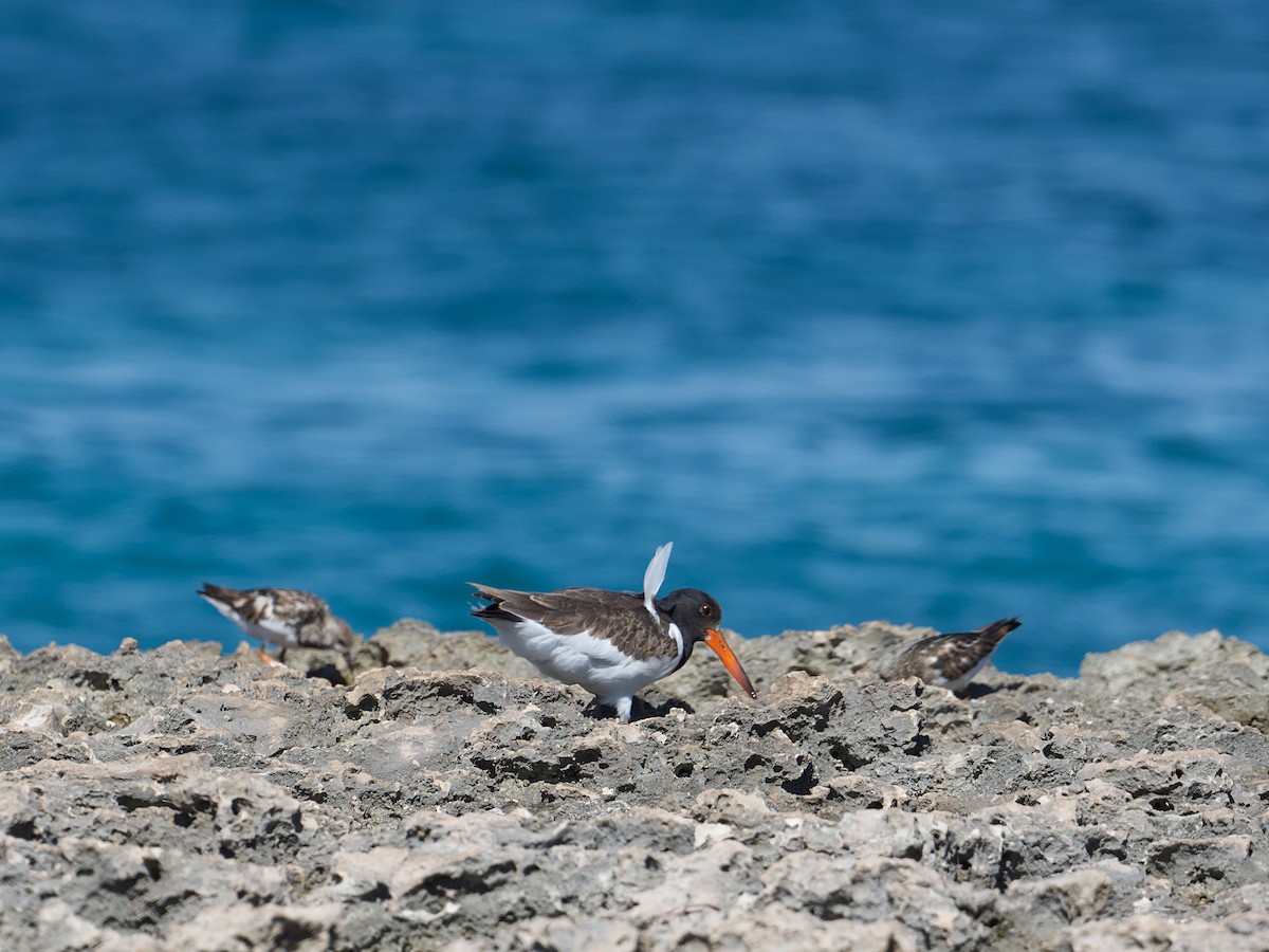 American Oystercatcher - ML624367775