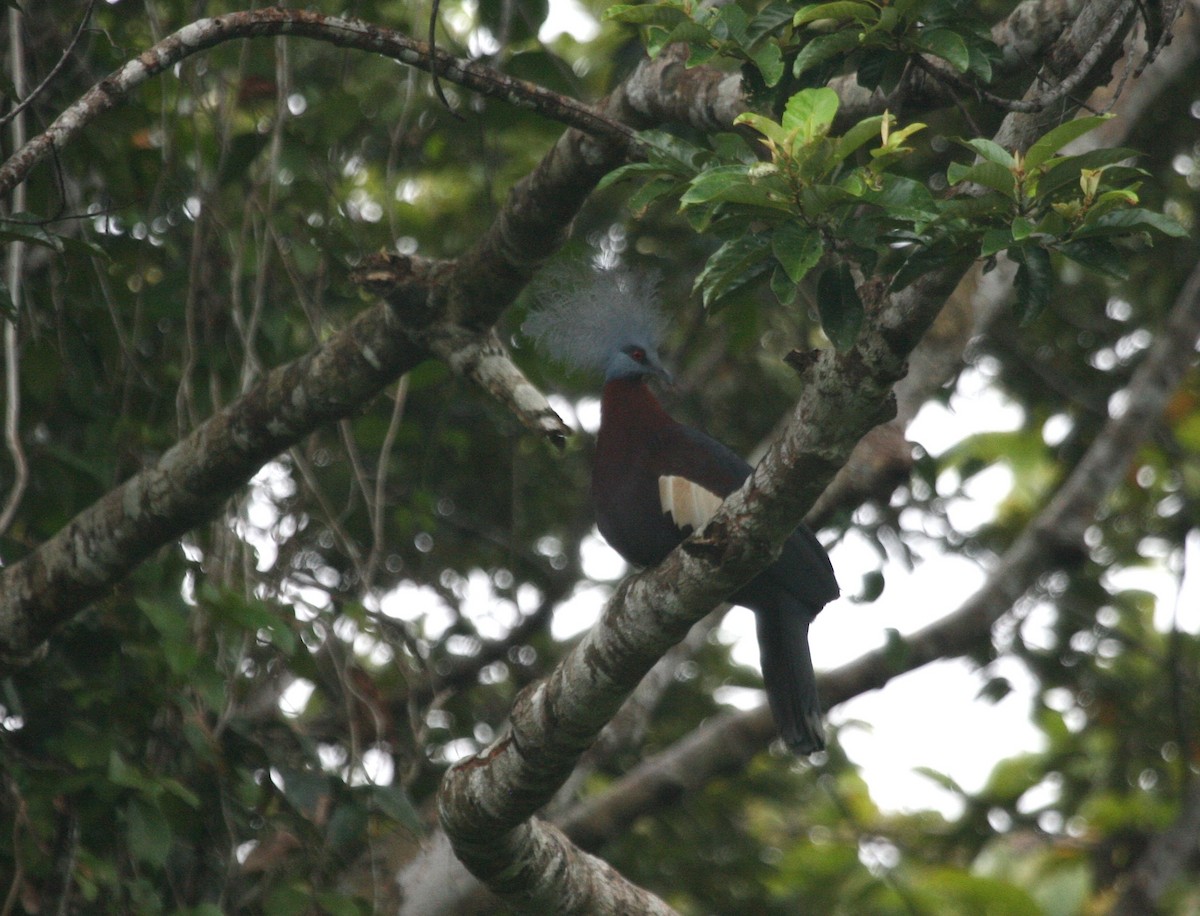 Sclater's Crowned-Pigeon - ML624367812
