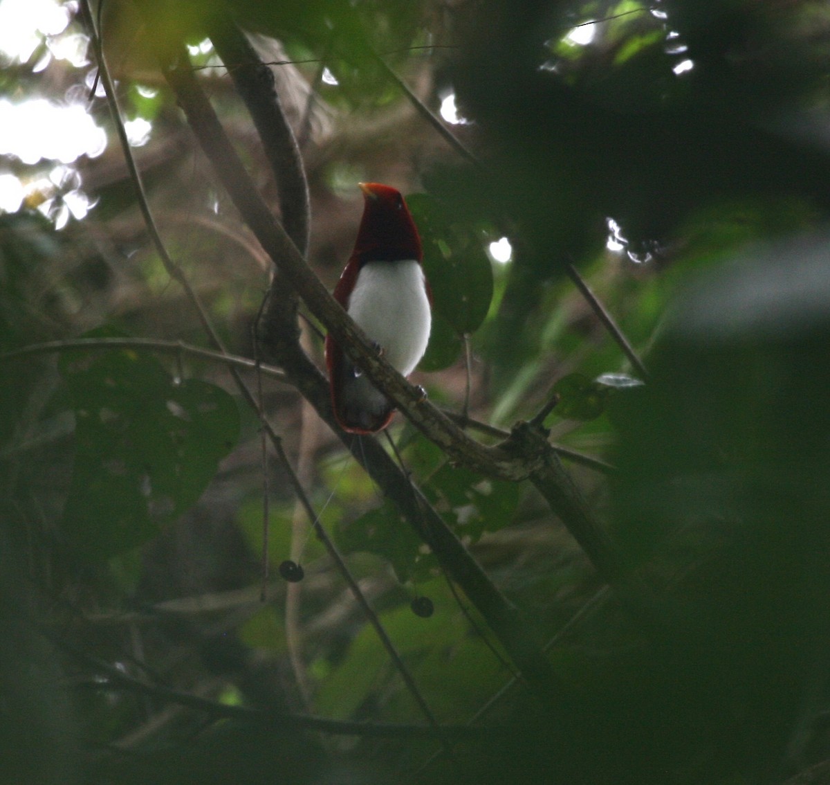 King Bird-of-Paradise - ML624367829