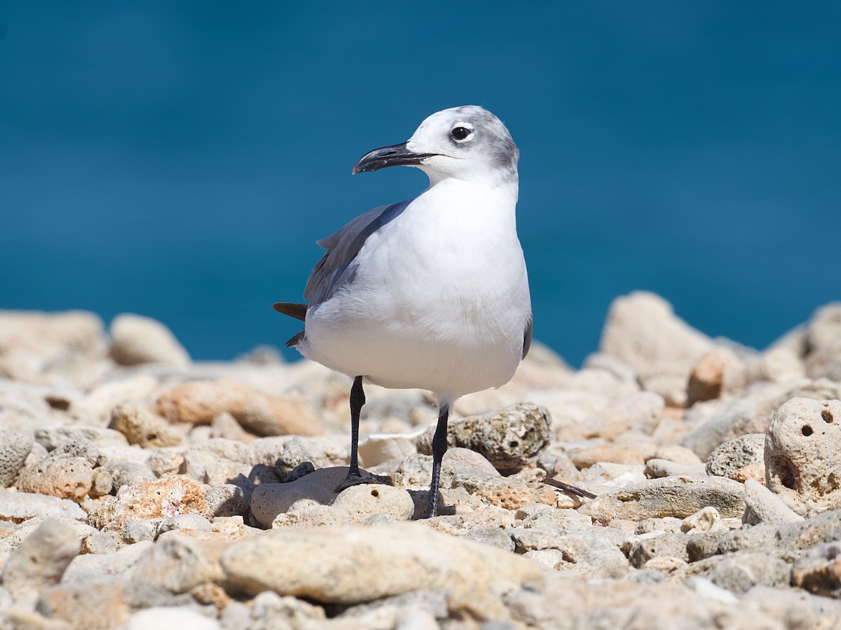 Laughing Gull - ML624367843