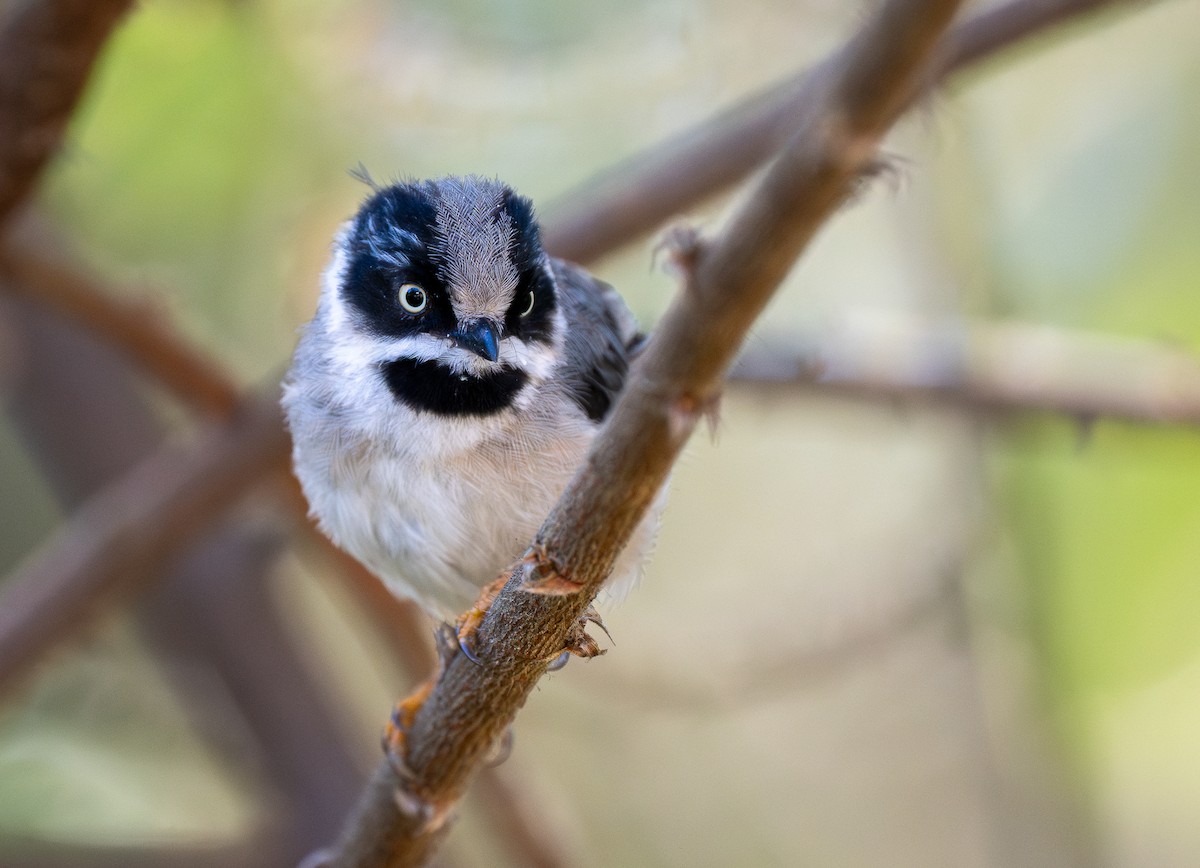 Black-throated Tit (Gray-crowned) - ML624367902