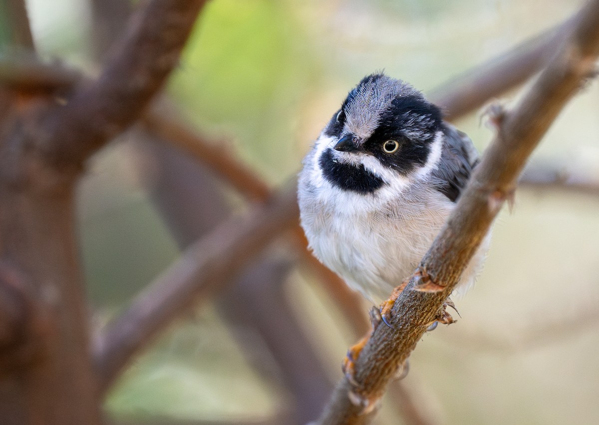 Black-throated Tit (Gray-crowned) - ML624367903