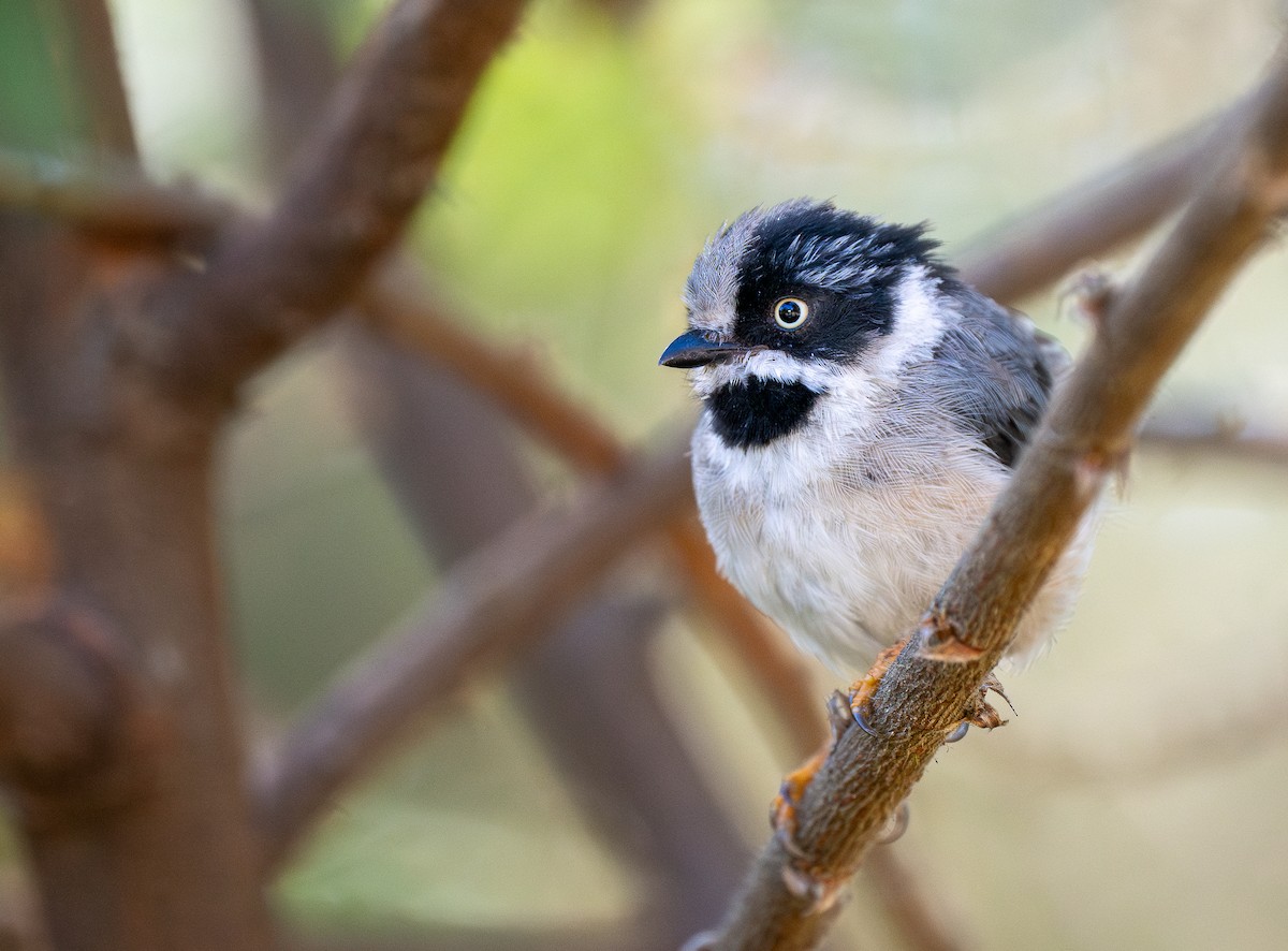 Black-throated Tit (Gray-crowned) - ML624367904