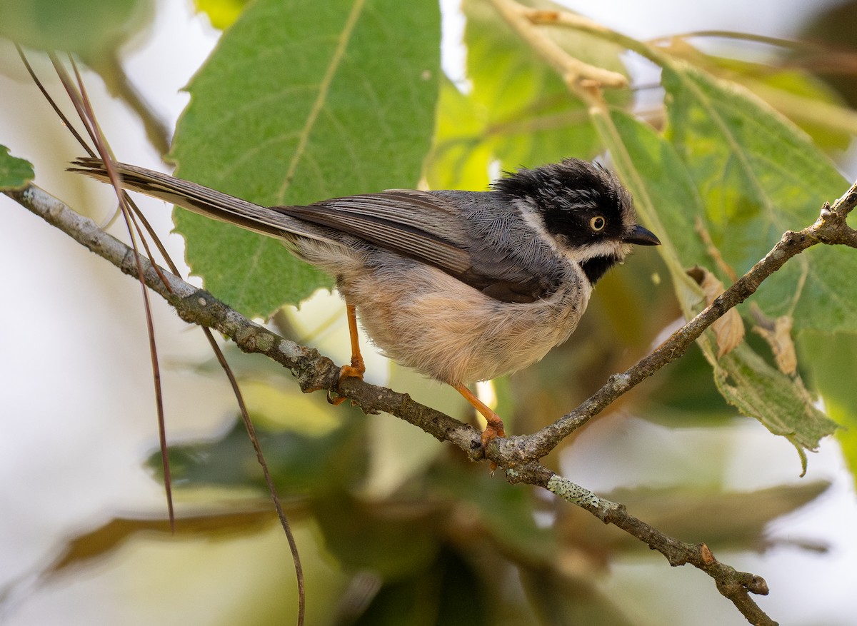 Black-throated Tit (Gray-crowned) - Forest Botial-Jarvis